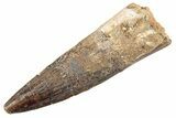 Fossil Spinosaurus Tooth - Real Dinosaur Tooth #360170-1